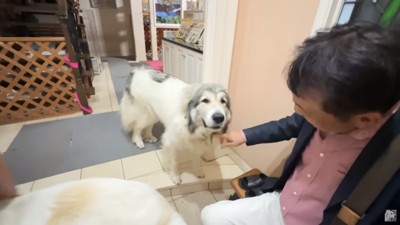 お出迎えするベルちゃん