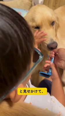 犬が咥えているサングラスに手をかける飼い主