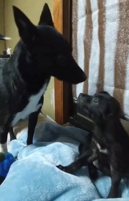 見つめ合う2匹の犬