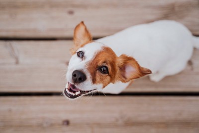 笑顔で見上げる犬