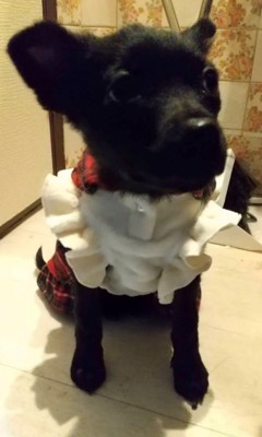 服を着て斜め上を見る犬