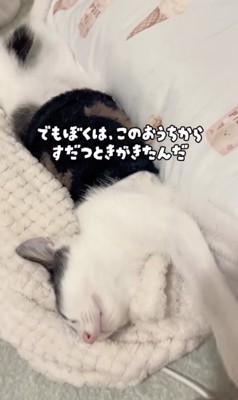 ずっとのお家が決まりました!