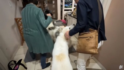 お父さんを見るリリーちゃん