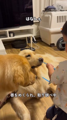 サングラスを咥えて男の子を見つめる犬