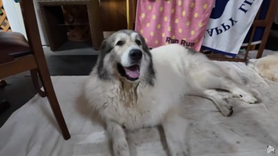 笑顔のベルちゃん