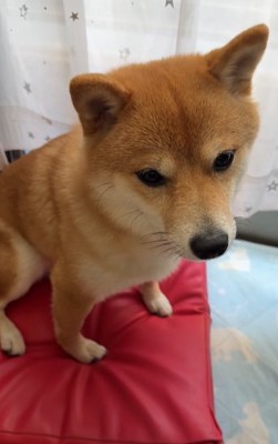 壊れたおもちゃを不安げに見つめる柴犬