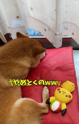 直ったおもちゃのそばで寝る柴犬
