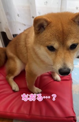 壊れたおもちゃを不安げに見つめる柴犬