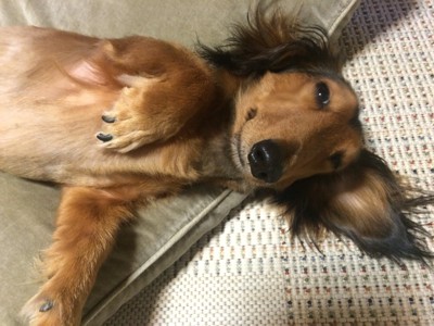 安心してくつろぐ犬