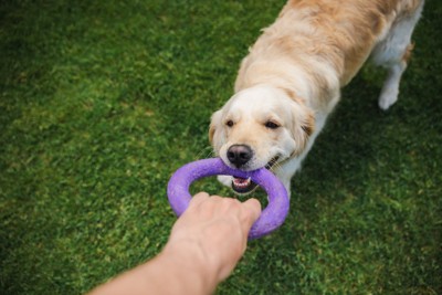 プラーで飼い主と引っ張りっ子をするゴールデン