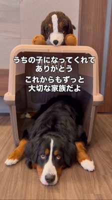 ハウスの中で突っ伏せる大きな犬