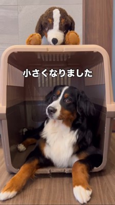 ハウスの中にいる成長した大きな成犬