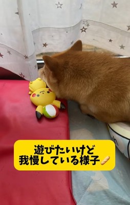 直ったおもちゃに寄り添って寝る柴犬