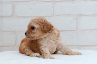 少し振り返る子犬