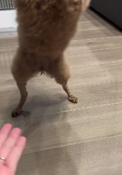 二本足でオテ!