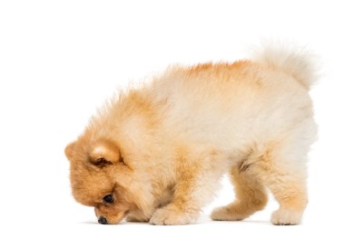 床の匂いを嗅ぐ犬