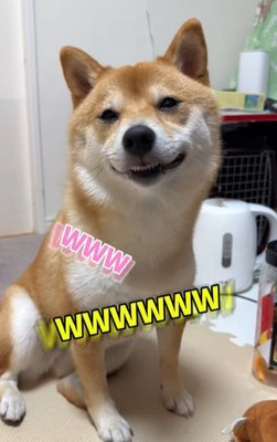 にっこり顔で座る柴犬