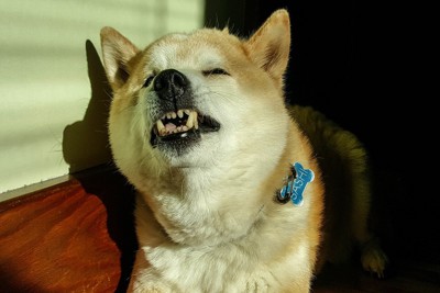 くしゃみする柴犬