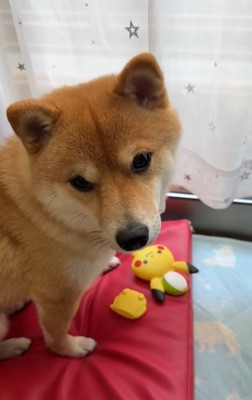 おもちゃが壊れて悲し気な柴犬