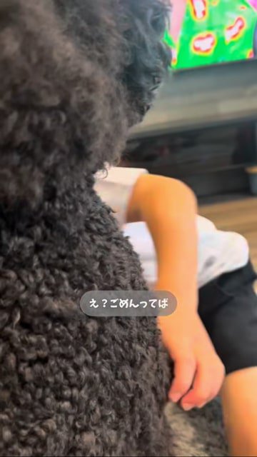 焦る犬