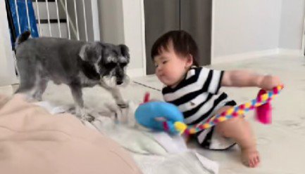 紐付きのおもちゃで引っ張り合い