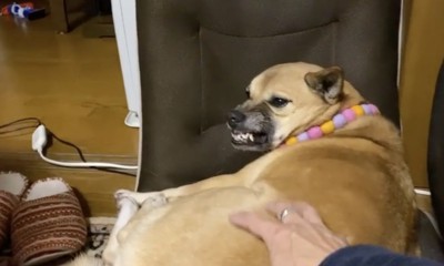 お父さんには全力ムキ顔