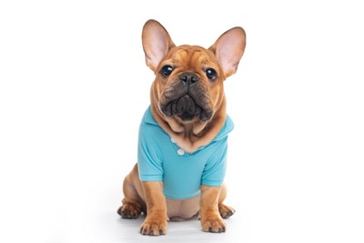 服を着るフレブル