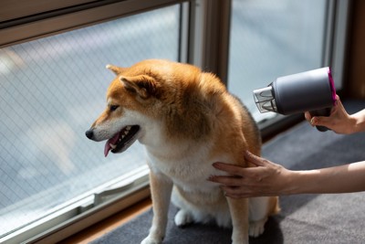 ドライヤー中の柴犬