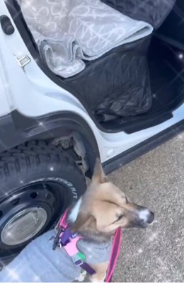 お出かけ前のりりィちゃん