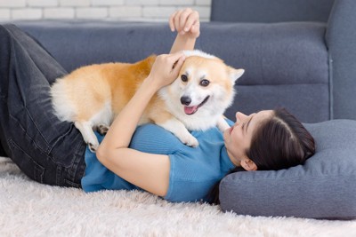 戯れるコーギーと女性