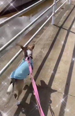 散歩するりりィちゃん