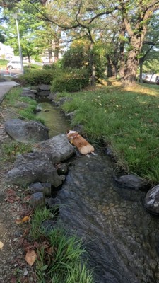 冷やし