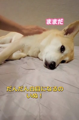 ママの登場