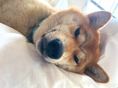 可愛すぎる寝顔も