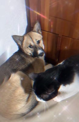 りりィちゃんと猫