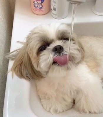 給水