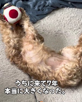 元気いっぱいなわんこに!