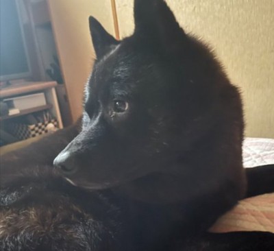 甲斐犬