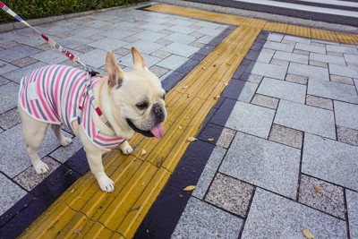 服を着て散歩するフレブル