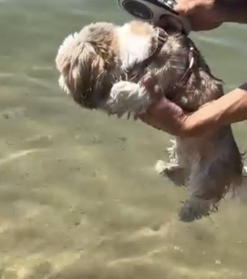 海