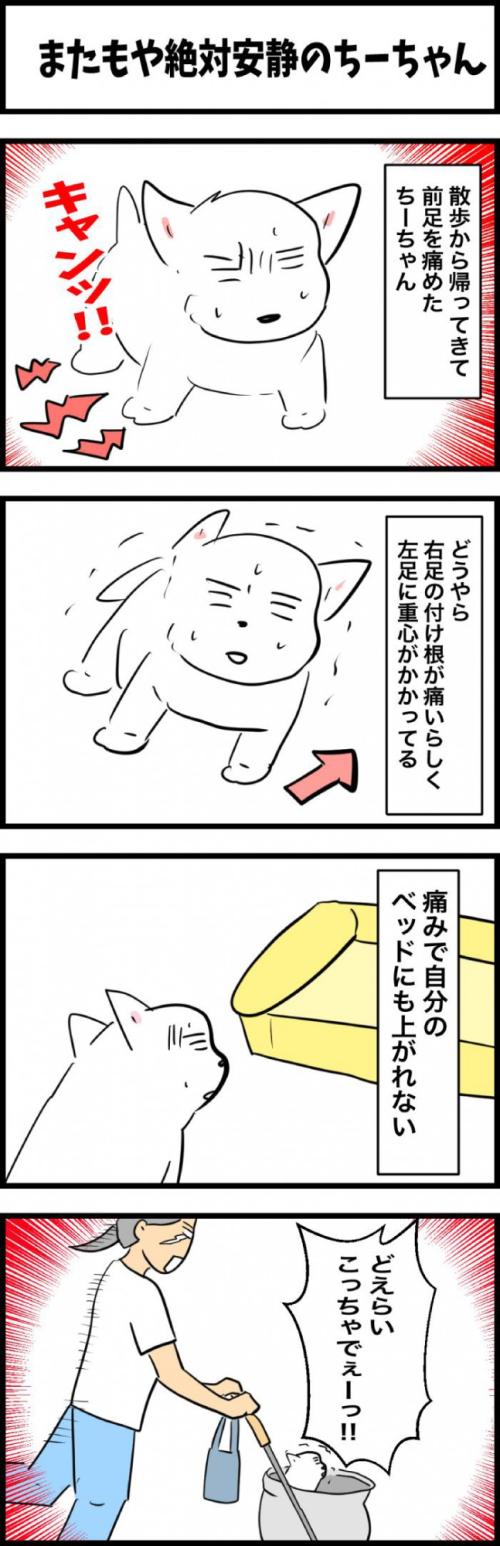 ちーちゃんですけどもっ【第324話】 1