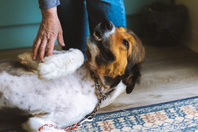 人の足元で寝転がる犬