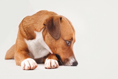 鼻をつけて伏せている茶の犬