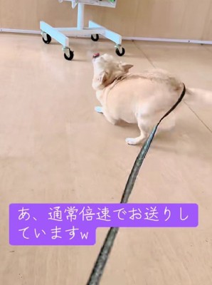 しっぽちぎれるーw