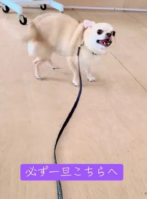 「お姉さんくる!?」