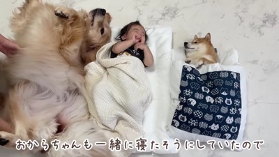 3人で並んでお昼寝♡