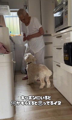 ワンコとおじいちゃんの日常2