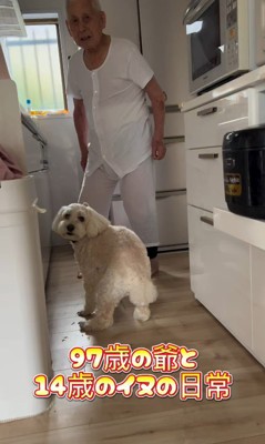 ワンコとおじいちゃんの日常