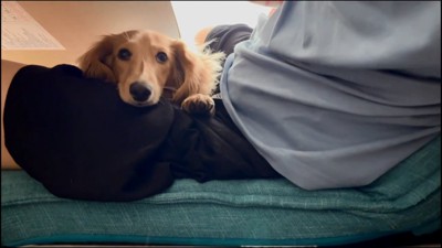 飼い主さんにくっつくパンナちゃん