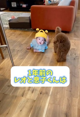 ずり這いする赤ちゃんと犬